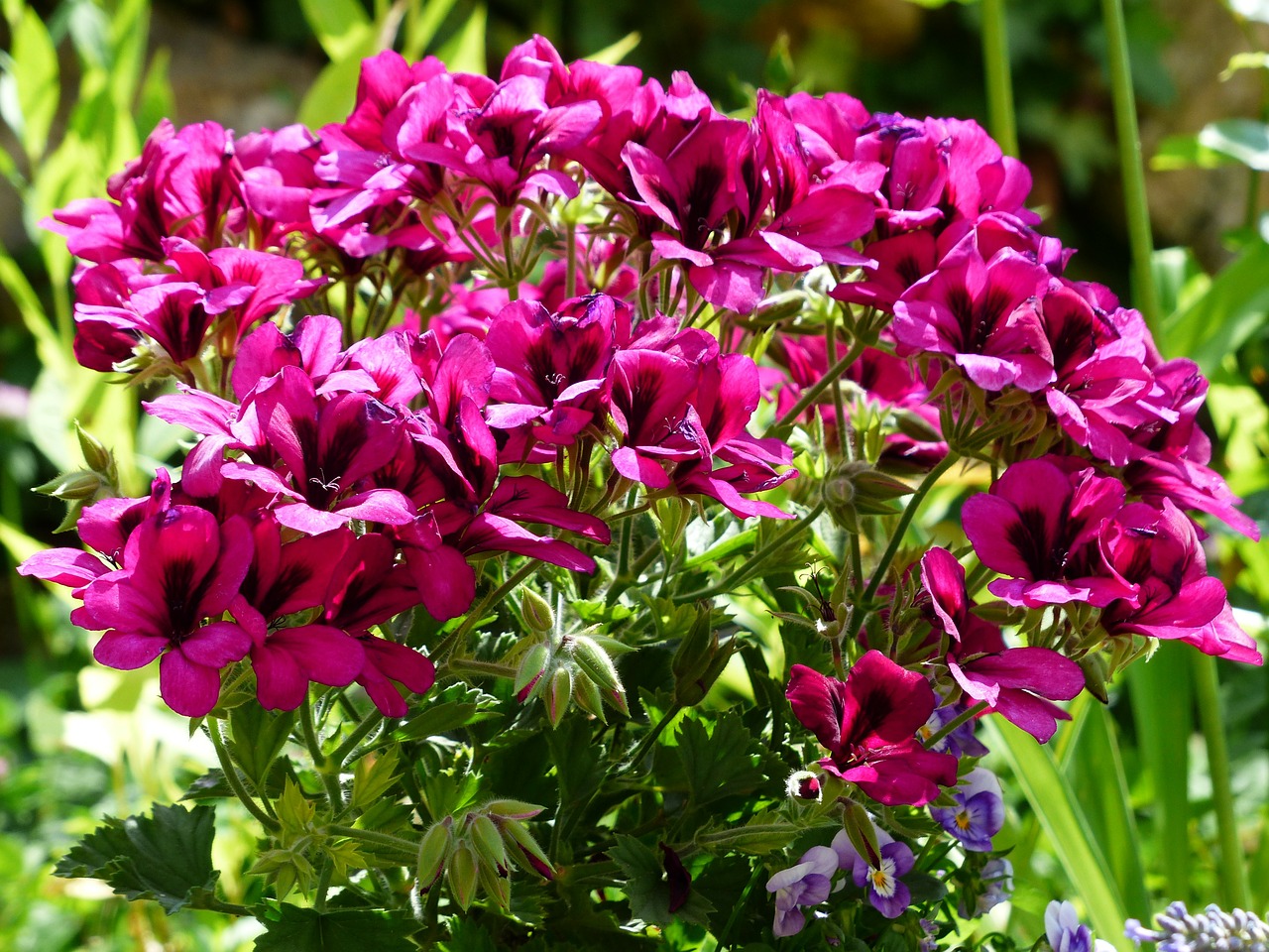 Gėlės, Rožinis, Raudona, Kilnus Pelargoniumas, Anglų Geraniums, Geranium, Regal Pelargonium, Pelargonium Cucullatum, Pelargonium Grandiflorum, Kambarinis Augalas