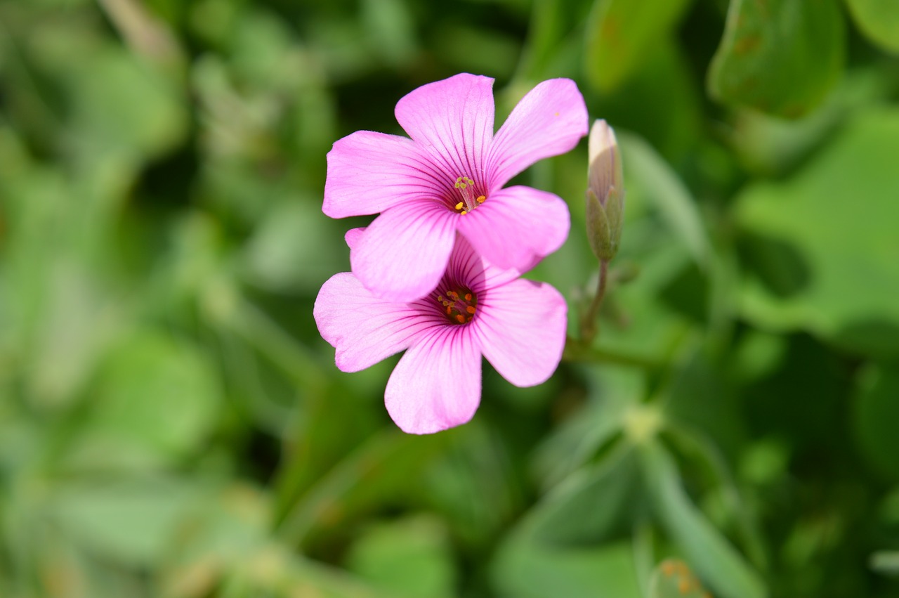 Rosa, Gėlė, Mažas, 5 Žiedlapių, Laukinė Gėlė, Sodas, Vasara, Nemokamos Nuotraukos,  Nemokama Licenzija