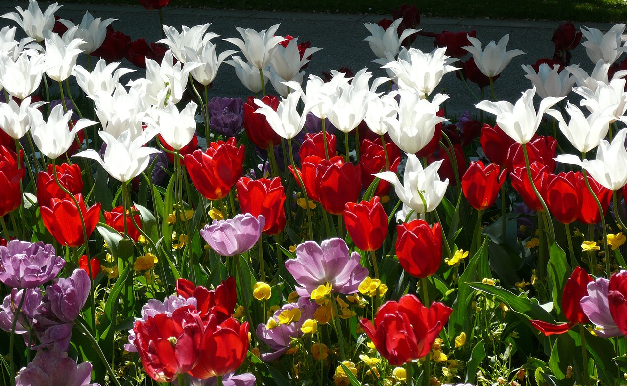 Gėlės, Tulpės, Raudona, Balta, Gamta, Spalva, Atgal Šviesa, Nemokamos Nuotraukos,  Nemokama Licenzija