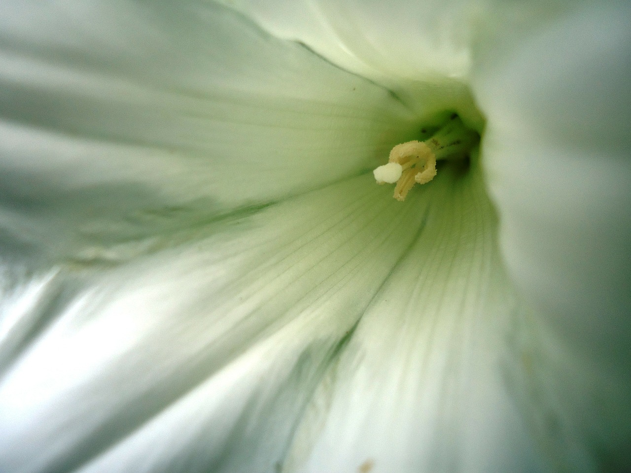 Gėlės, Gėlė, Balta, Makro, Priartinti, Grynumas, Pistil, Nemokamos Nuotraukos,  Nemokama Licenzija