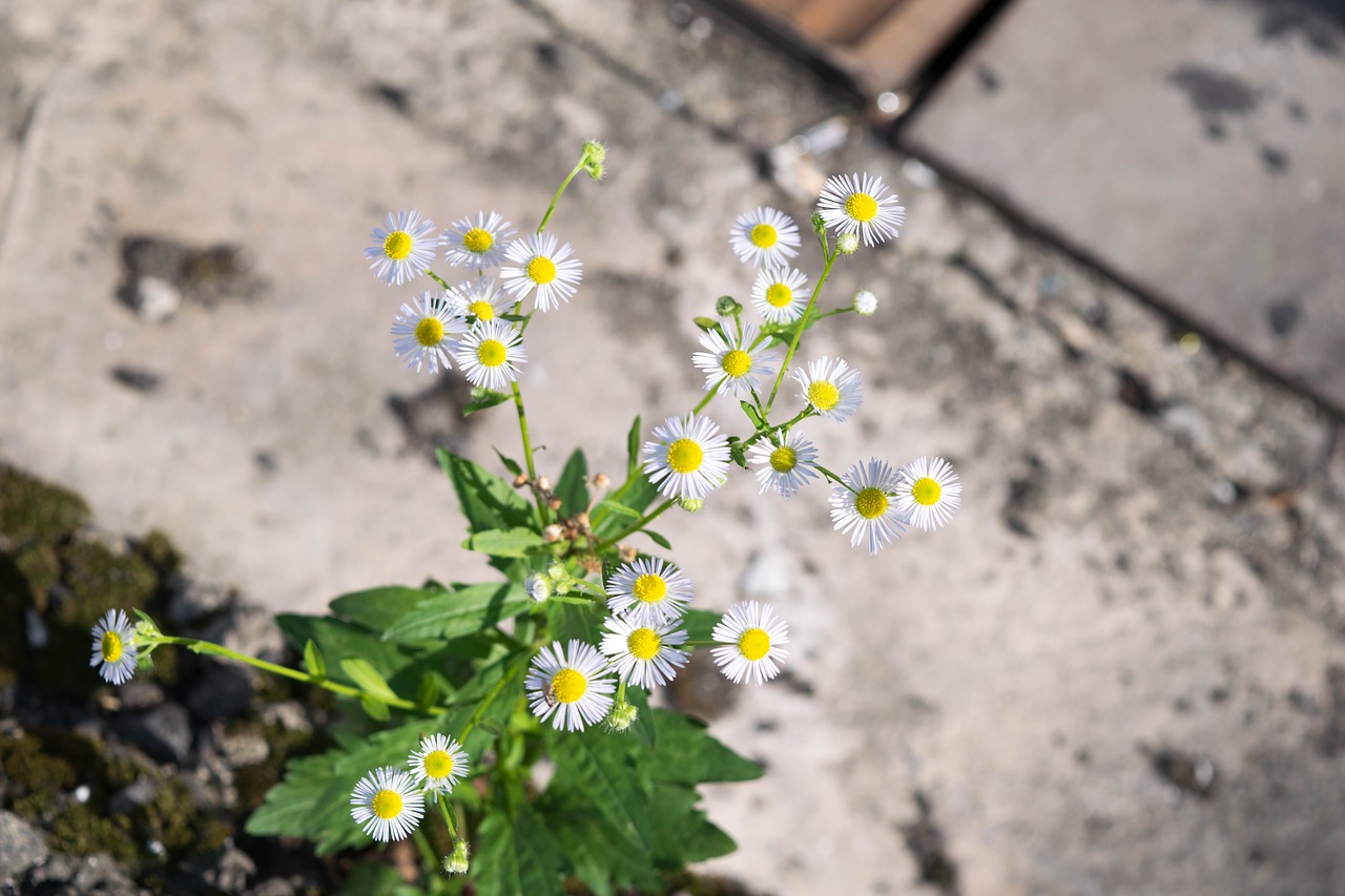 Gėlės, Kraštovaizdis, Gil, Wildflower, Geltona Gėlė, Korėjos Kraštovaizdžio Respublika, Nemokamos Nuotraukos,  Nemokama Licenzija