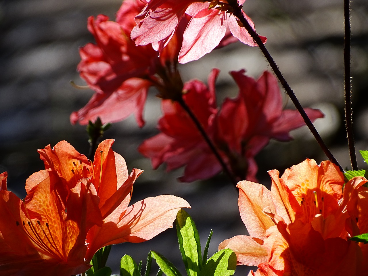 Gėlės, Azalija, Žydėti, Žiedas, Žydi, Gamta, Rožinis, Oranžinė, Pavasaris, Flora