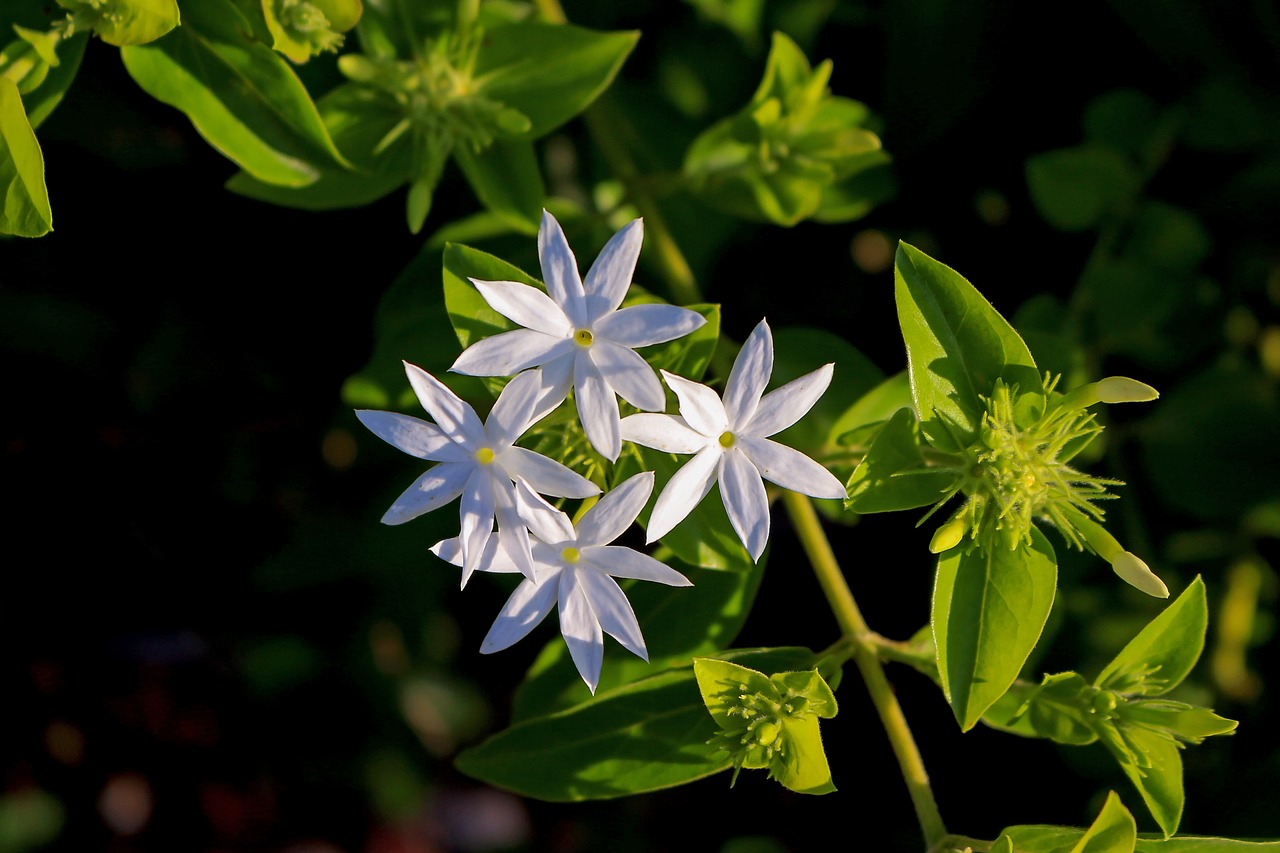 Jazmino Žvaigždė, Gėlės, Balta, 7 Žiedlapių, Gamta, Sodas, Žalias, Jasminum Multiflorum, Žiemos Jazminis, Indijos Jazminas