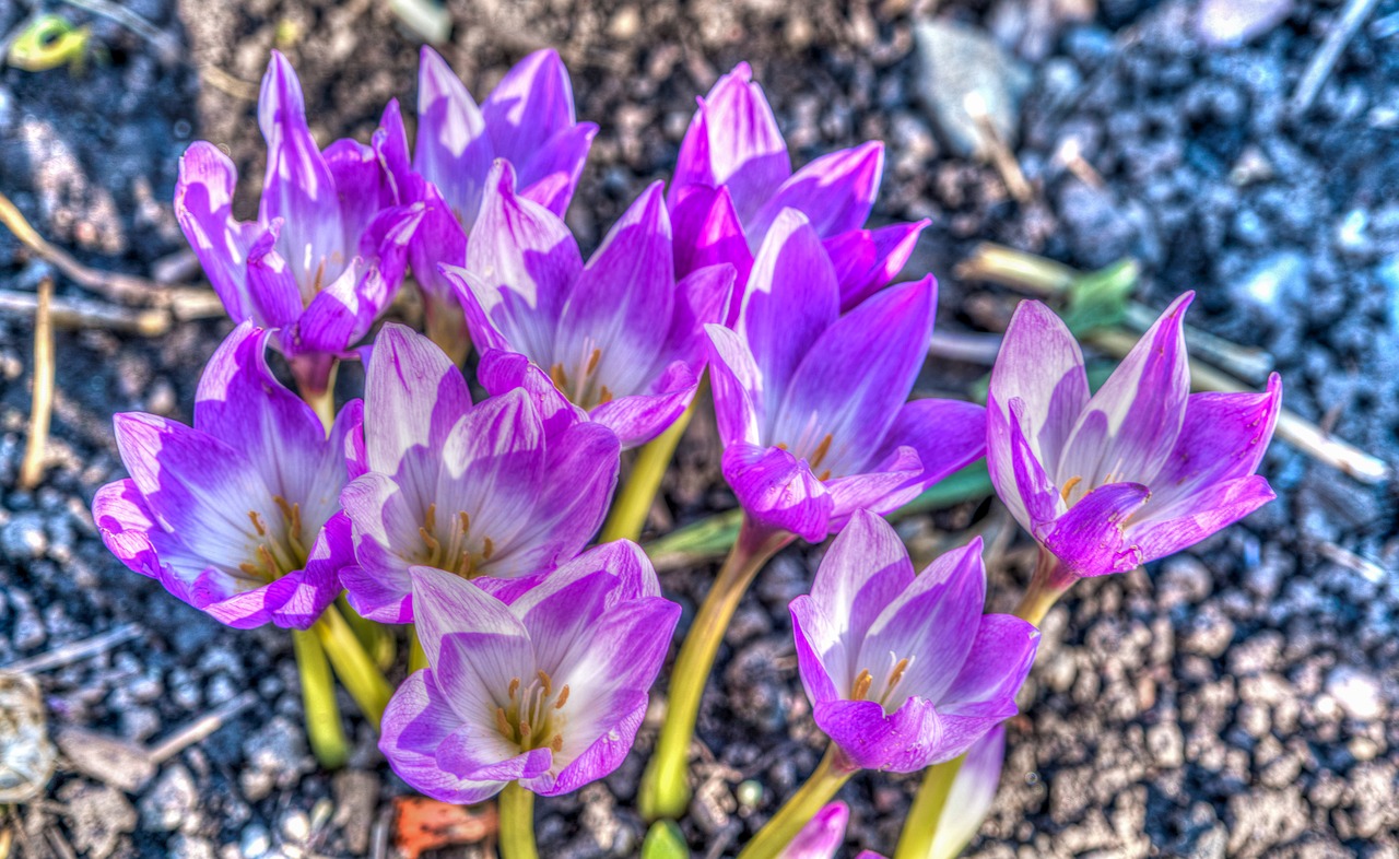 Gėlės, Violetinė, Kolumbinai, Lauke, Gamta, Žydėti, Gėlių, Sodas, Puokštė, Žiedlapis