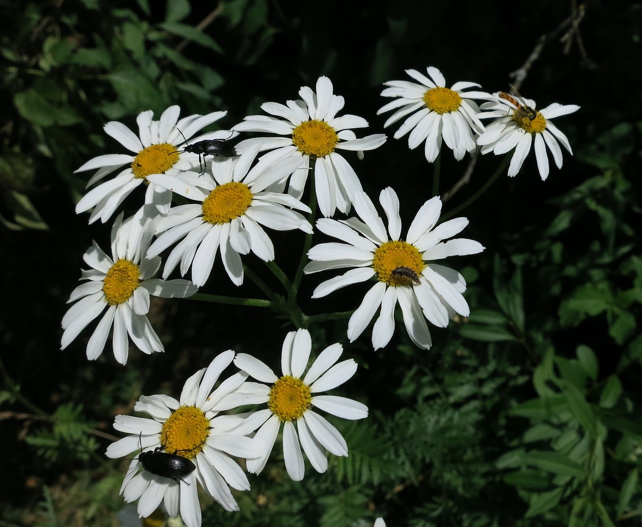 Gėlės, Daisy, Gamta, Balta, Gėlių, Žiedas, Vasara, Augalas, Žalias, Geltona