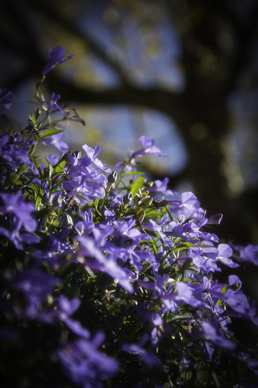 Gėlės, Violetinė, Sodas, Gamta, Flora, Augalas, Žalias, Nemokamos Nuotraukos,  Nemokama Licenzija