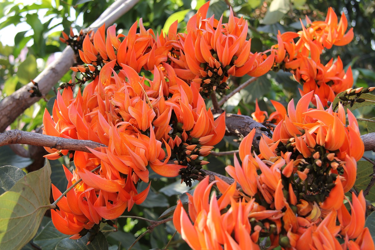 Koralų Medis, Gėlės, Oranžinė Gėlė, Oranžinė, Šviesus, Augalas, Lauke, Spalvinga, Gamta, Erythrina Caffra