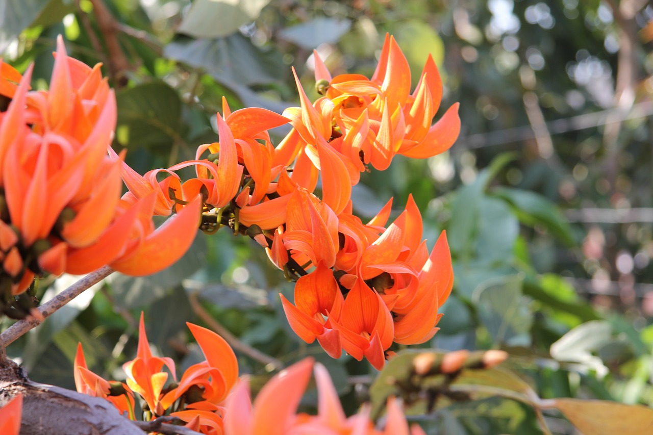 Koralų Medis, Erythrina Caffra, Gėlės, Oranžinė Gėlė, Oranžinė, Šviesus, Augalas, Lauke, Spalvinga, Gamta