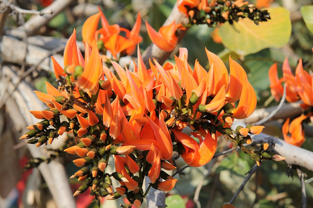 Koralų Medis, Erythrina Caffra, Gėlės, Oranžinė Gėlė, Oranžinė, Šviesus, Augalas, Lauke, Spalvinga, Gamta