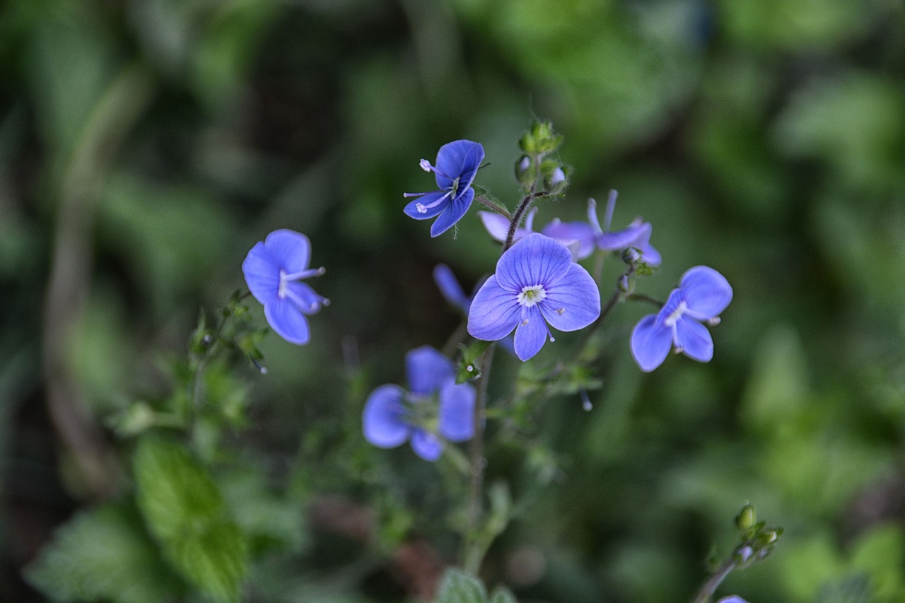 Gėlės, Flora, Gamta, Botanika, Žydėjimas, Sodas, Augalas, Mėlynas, Žiedlapiai, Nemokamos Nuotraukos