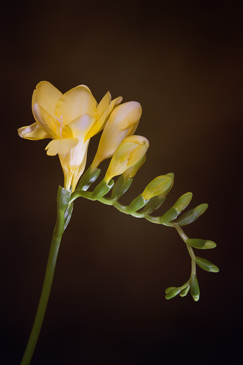 Gėlės, Geltonos Gėlės, Frezijos, Geltona Frezija, Varginantis, Schnittblume, Floristika, Uždaryti, Schwertliliengewaechs, Dekoratyvinis Augalas