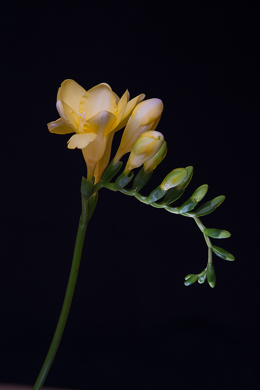 Gėlės, Geltonos Gėlės, Frezijos, Geltona Frezija, Varginantis, Schnittblume, Floristika, Uždaryti, Schwertliliengewaechs, Dekoratyvinis Augalas