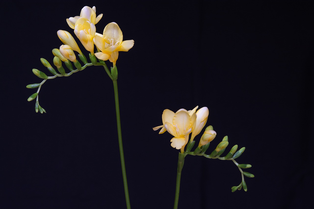 Gėlės, Geltonos Gėlės, Frezijos, Geltona Frezija, Varginantis, Schnittblume, Floristika, Uždaryti, Schwertliliengewaechs, Dekoratyvinis Augalas