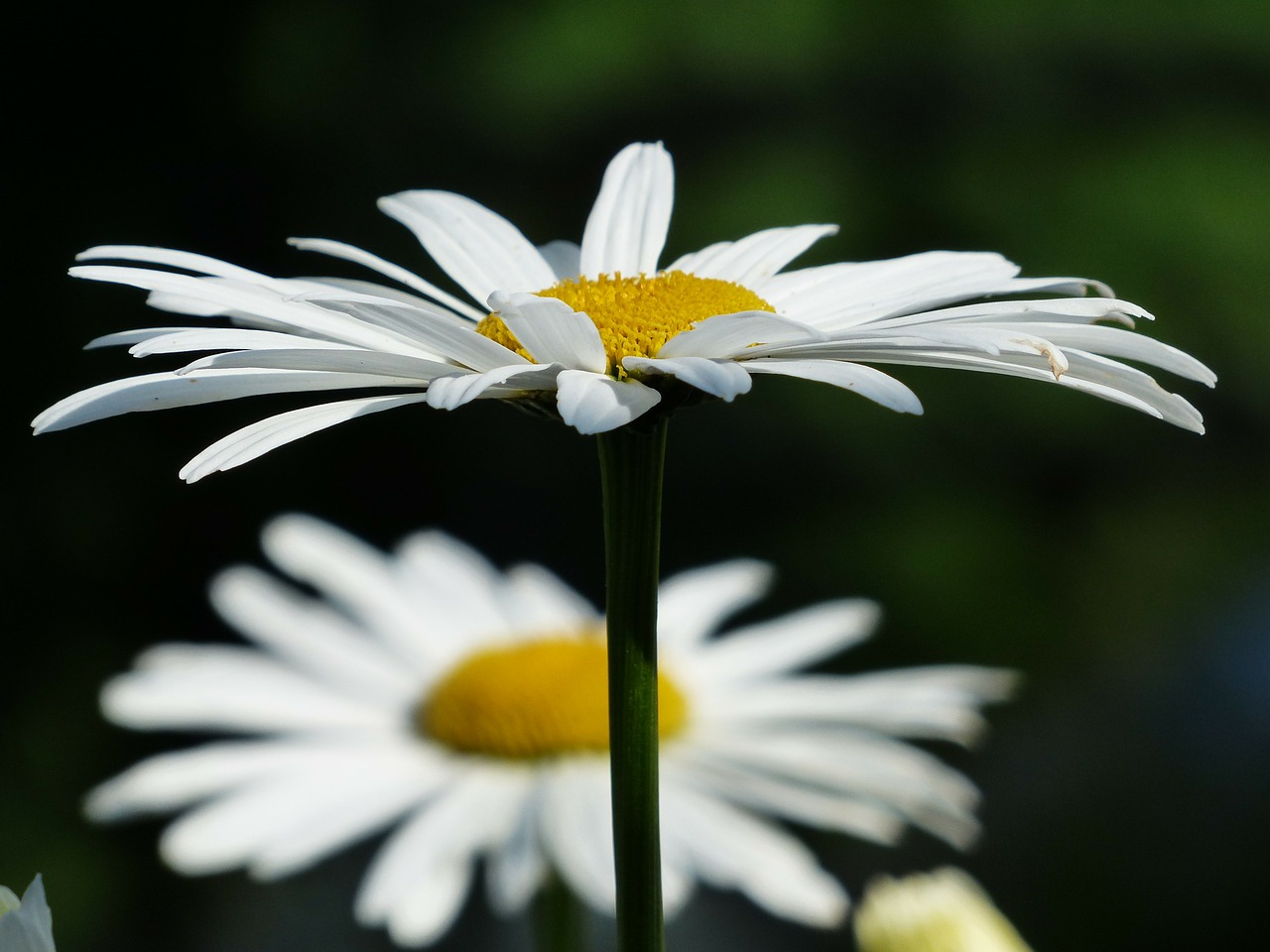 Gėlės, Balta, Pievių Maržeritas, Leucanthemum Vulgare, Gėlė, Žydėti, Pievos Margeritas, Mokama Feverfew, Rozės, Kompozitai