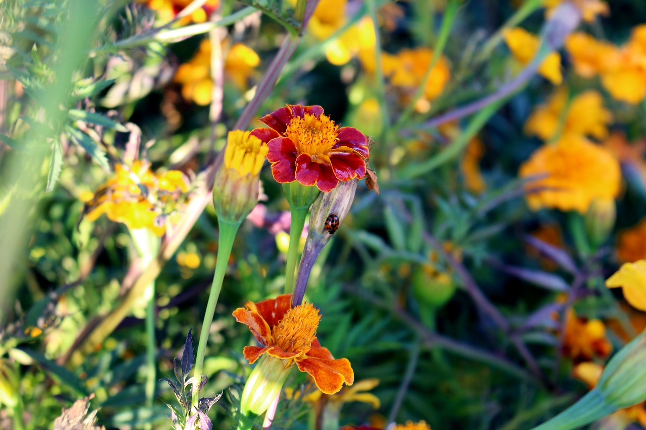 Gėlės, Marigoldas, Marigolds, Turkų Gvazdikų, Kompozitai, Raudona, Oranžinė, Geltona, Žalias, Gėlių Sritis