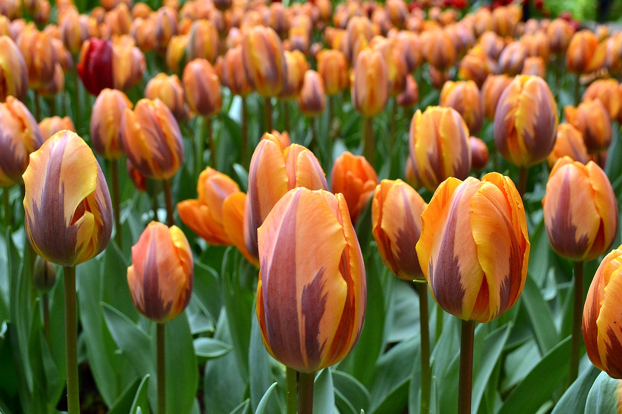 Gėlės, Tulpės, Holland, Pavasaris, Gėlė, Tulpė, Nyderlandai, Oranžinė, Žalias, Nemokamos Nuotraukos