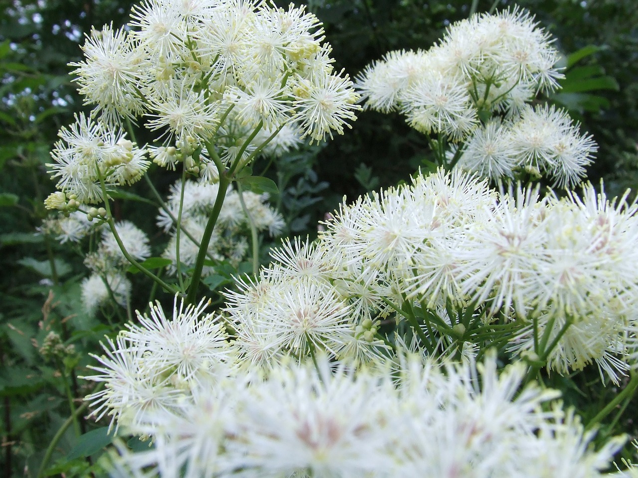 Gėlės, Sodas, Gniūžtės, Filipendula Ulmaria, Gamta, Balta, Nemokamos Nuotraukos,  Nemokama Licenzija