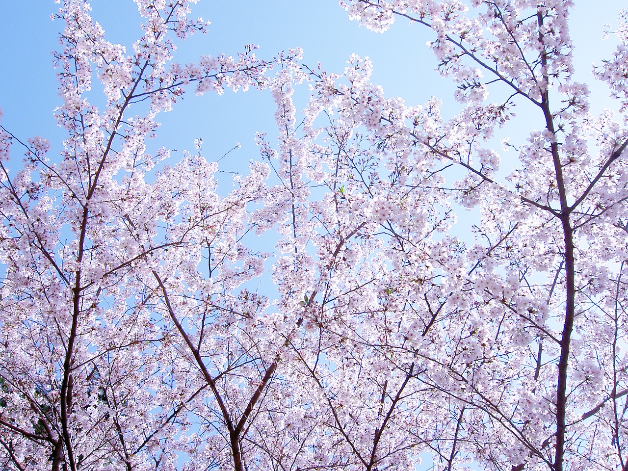Gėlės, Vyšnia, Pavasario Gėlės, Yoshino Vyšnia, Japonija, Nemokamos Nuotraukos,  Nemokama Licenzija
