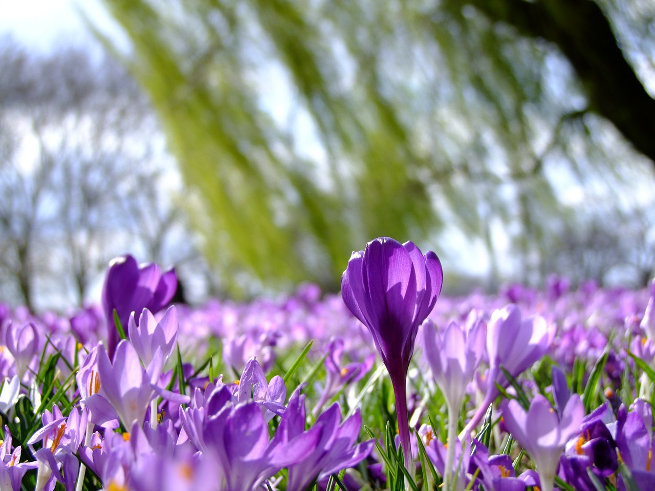 Gėlės, Crocus, Pavasaris, Parkas, Diuseldorfas, Gėlių Jūra, Rheinpark, Reino Pieva, Vasaris, Farbenpracht