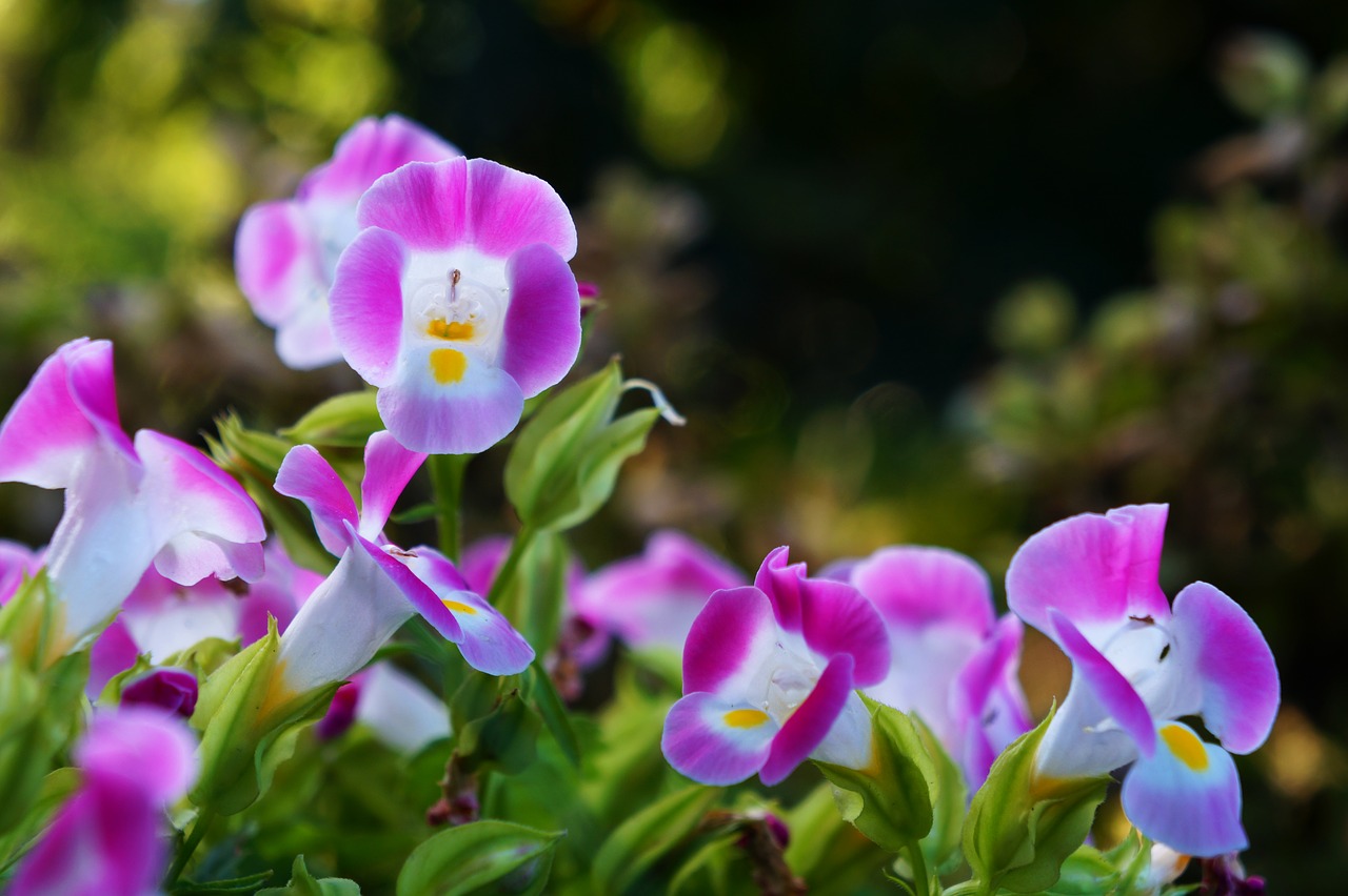 Gėlės, Salvadoras, Varpai, Sodas, Žiedlapiai, Gamta, Flora, Sodai, Kampanijos, Violets