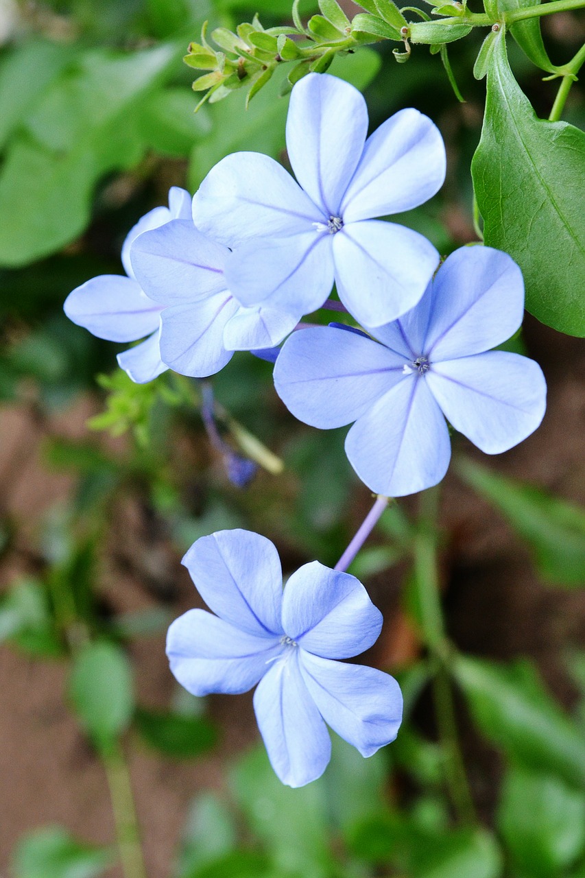 Gėlės, Gėlė, Mėlyna Gėlė, Augalas, Šri Lanka, Mawanella, Ceilonas, Gamta, Plumbago Auriculata, Mėlynas Plumbago