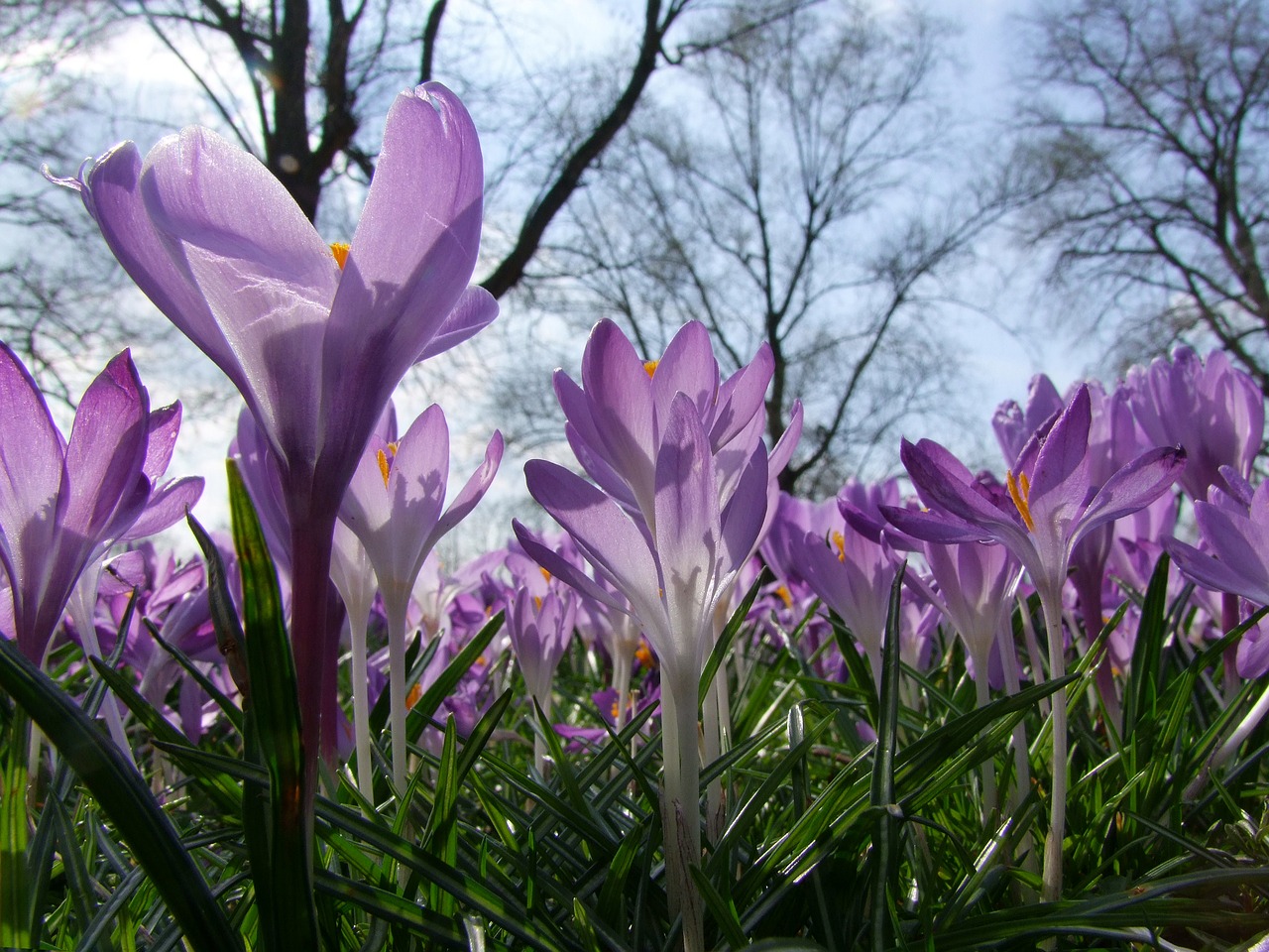 Gėlės, Pavasaris, Parkas, Diuseldorfas, Gėlių Jūra, Žiemos Gėlė, Crocus, Violetinė, Rheinpark, Reino Pieva