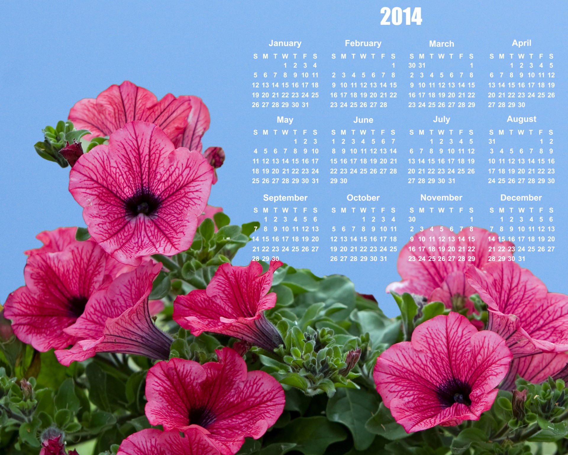 Gėlės,  Kalendorius & Nbsp,  2014,  2014,  Kalendorius,  Rožinis,  Gražus,  Šviesus,  Mėlynas,  Dangus