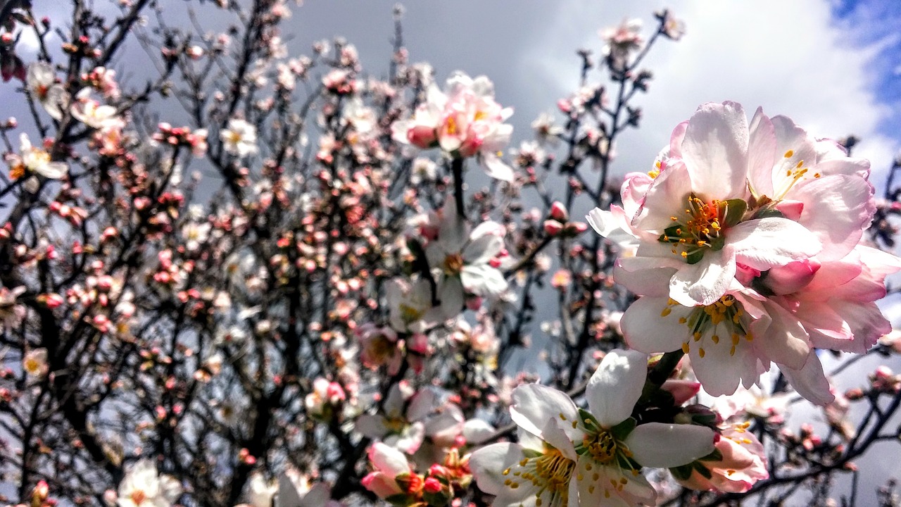 Gėlės, Pavasaris, Netrukus, Nemokamos Nuotraukos,  Nemokama Licenzija