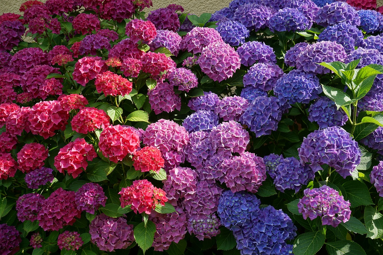 Gėlės, Hydrangeas, Saulė, Vasara, Gamta, Violetinė, Mėlynas, Rožinis, Augalas, Hortenzijos Gėlė