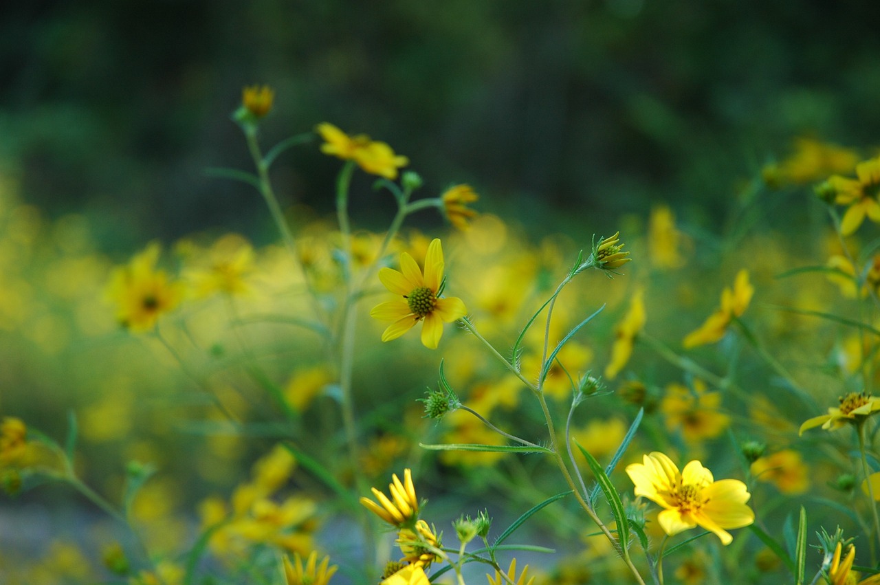 Gėlės, Buttercups, Gėlių, Augalai, Natūralus, Žiedas, Žydėti, Žiedlapiai, Botanikos, Ekologiškas