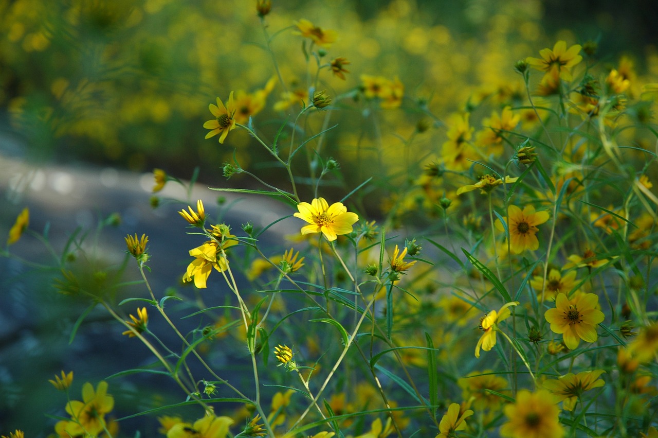 Gėlės, Buttercups, Gėlių, Augalai, Natūralus, Žiedas, Žydėti, Žiedlapiai, Botanikos, Ekologiškas