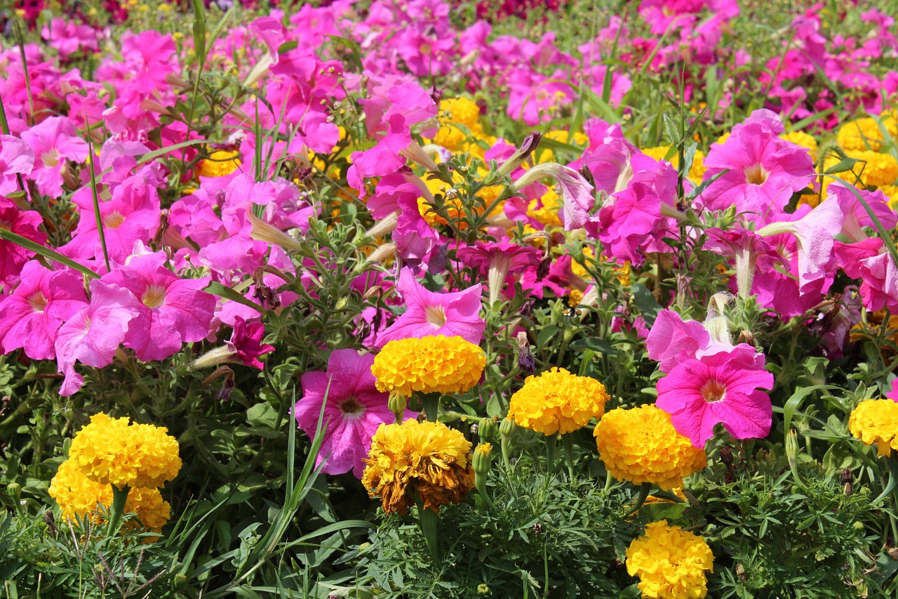 Gėlės, Vasara, Gyvas, Spalvinga, Flora, Gėlių, Gėlė, Nemokamos Nuotraukos,  Nemokama Licenzija