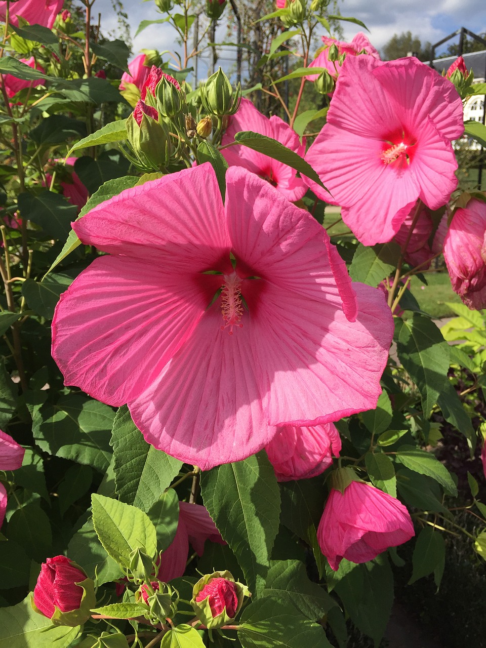 Gėlės, Rožinis, Gamta, Sodas, Žydėti, Tuti, Pestle, Rožė, Rožinis Hibiscus, Nemokamos Nuotraukos