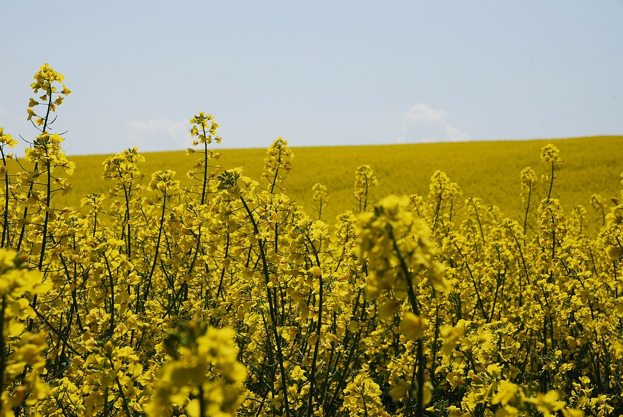 Gėlės, Rapsų Laukas, Gėlių, Augalai, Natūralus, Žiedas, Žydėti, Žiedlapiai, Botanikos, Ekologiškas