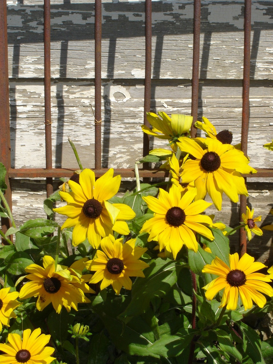 Gėlės, Black-Eye Susans, Daugiametis, Geltona Gėlė, Gėlių, Augalai, Natūralus, Žiedas, Žydėti, Žiedlapiai