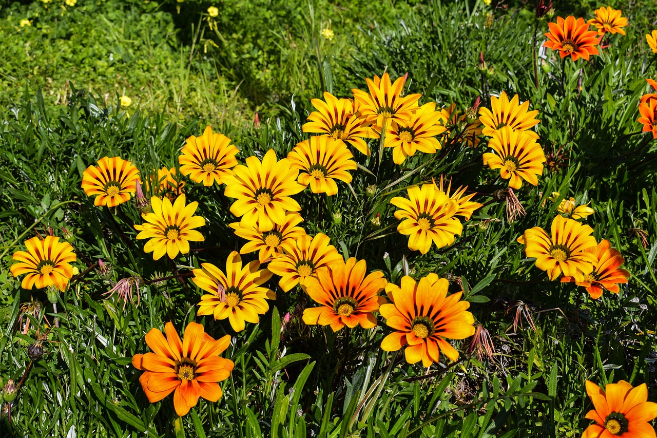 Gėlės, Gazania, Spalvinga, Gamta, Gėlių, Pavasaris, Žiedas, Žydėti, Sodas, Nemokamos Nuotraukos