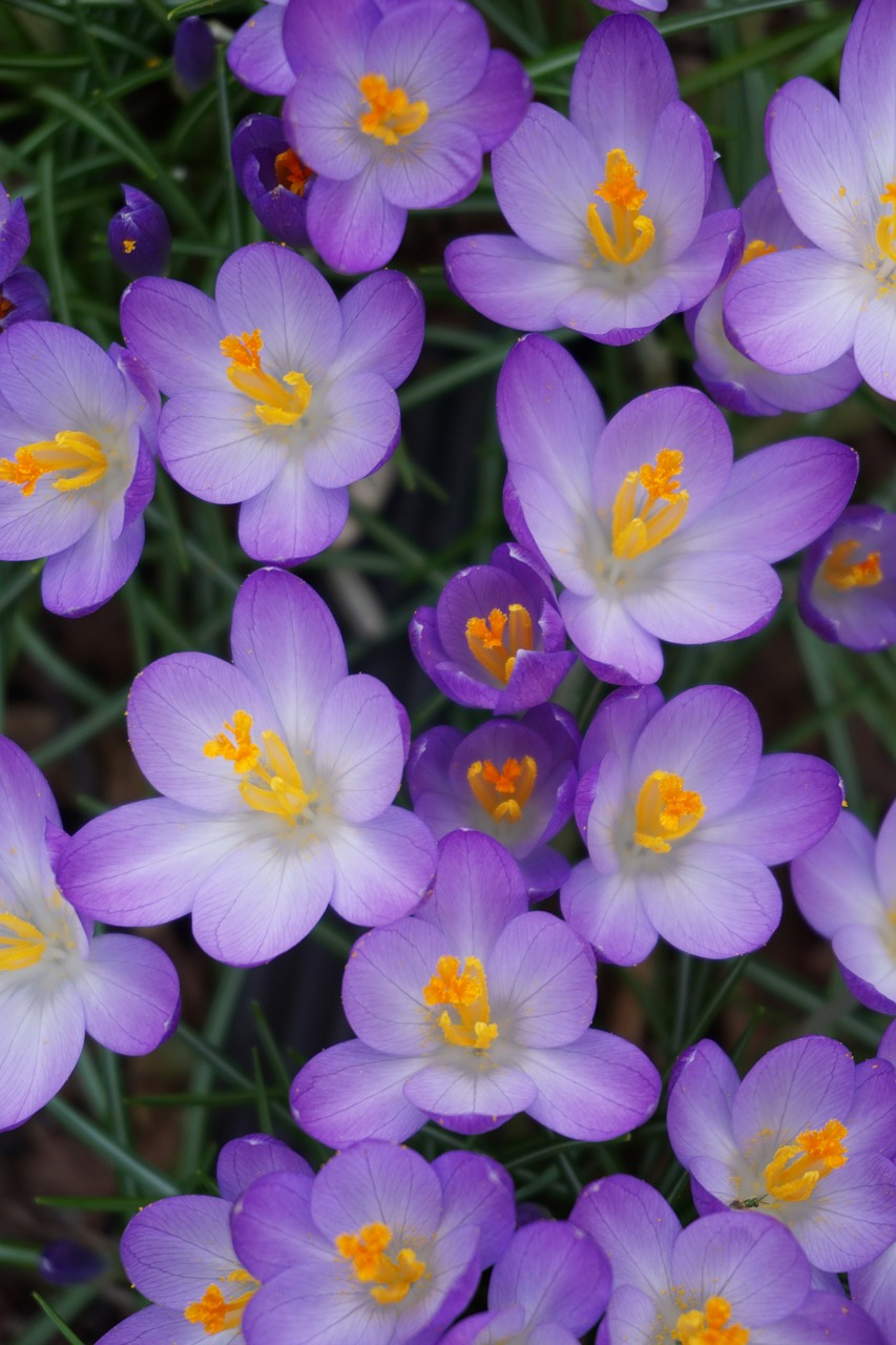 Gėlės, Gamta, Uždaryti, Purpurinė Gėlė, Crocus, Crocus Gėlės, Nemokamos Nuotraukos,  Nemokama Licenzija