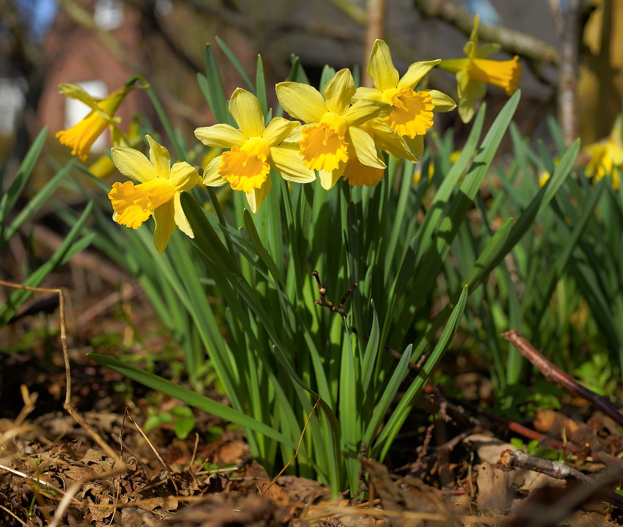 Gėlės, Narcizai, Geltona, Pavasaris, Osterglocken, Geltonos Narcizai, Gamta, Pavasario Gėlės, Pavasaris, Close Up Narcis