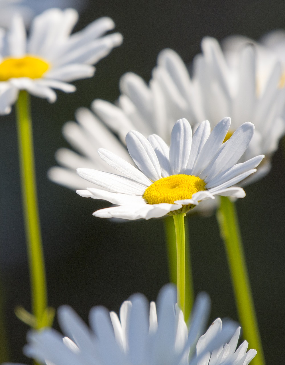 Gėlės, Balta, Daisy, Baltos Gėlės, Balta Gėlė, Gamta, Augalas, Gėlių, Žiedas, Pavasaris