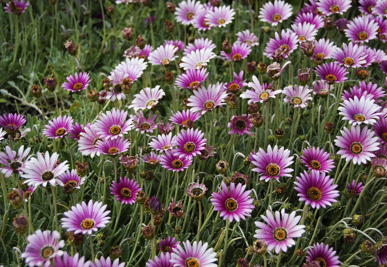 Gėlės, Gamta, Pavasaris, Rozės, Jūros Daisy, Erigeron Glaucus, Aster Paplūdimys, Pajūrio Flabanas, Violetinė, Žydi