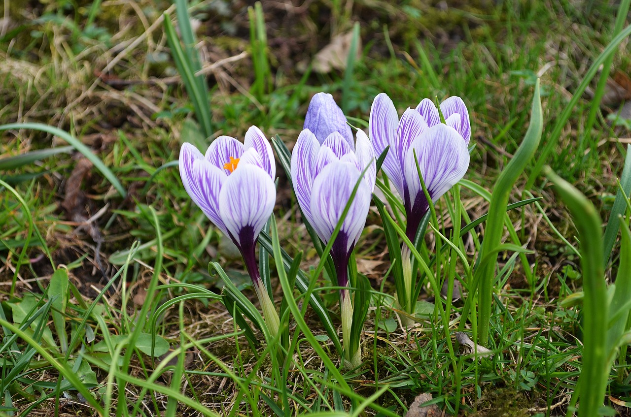 Gėlės, Crocus, Pavasaris, Gamta, Žydi, Gėlė, Žydi, Poliana, Kalnai, Pieva