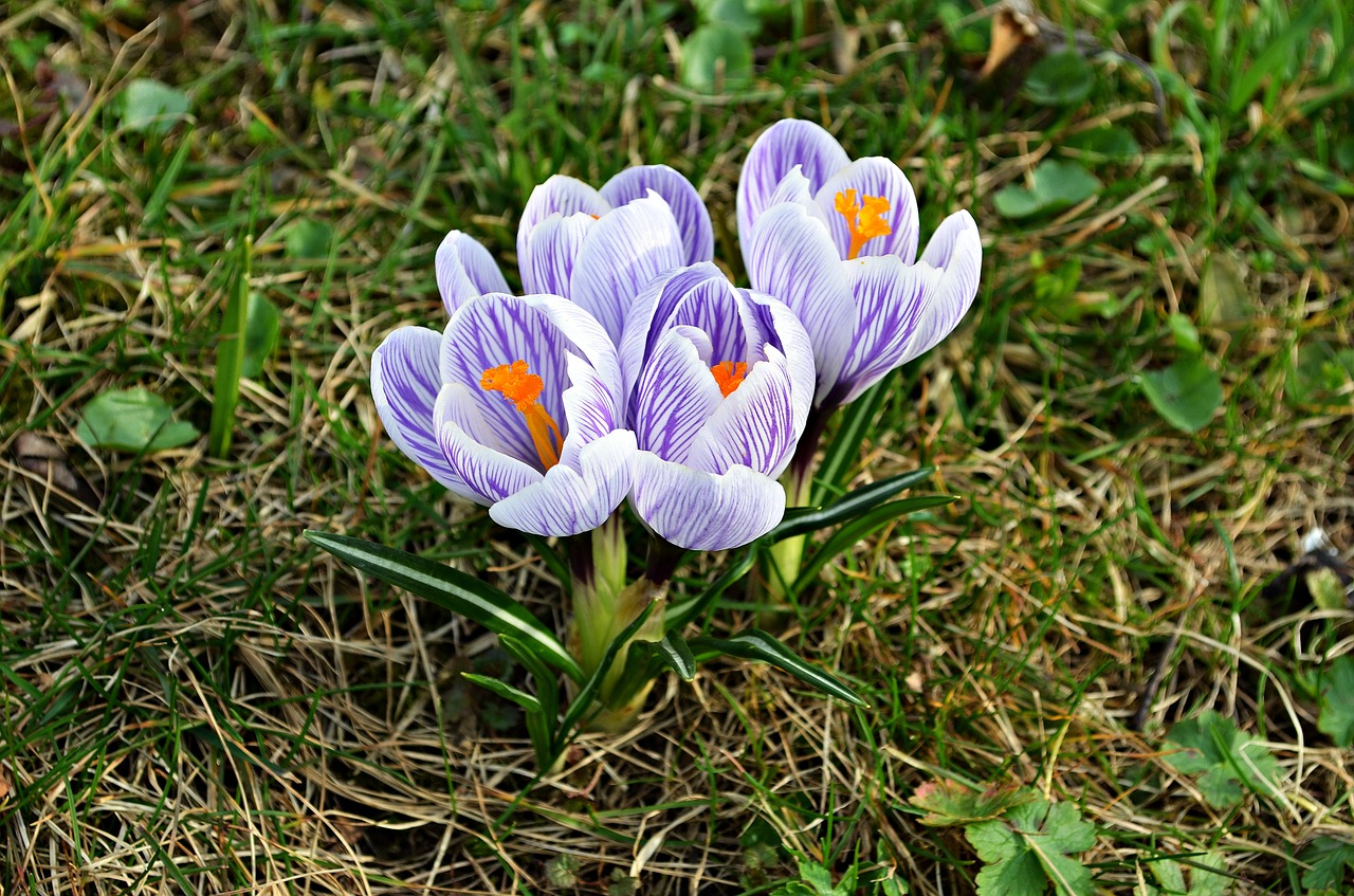 Gėlės, Crocus, Pavasaris, Gamta, Žydi, Gėlė, Žydi, Poliana, Kalnai, Pieva