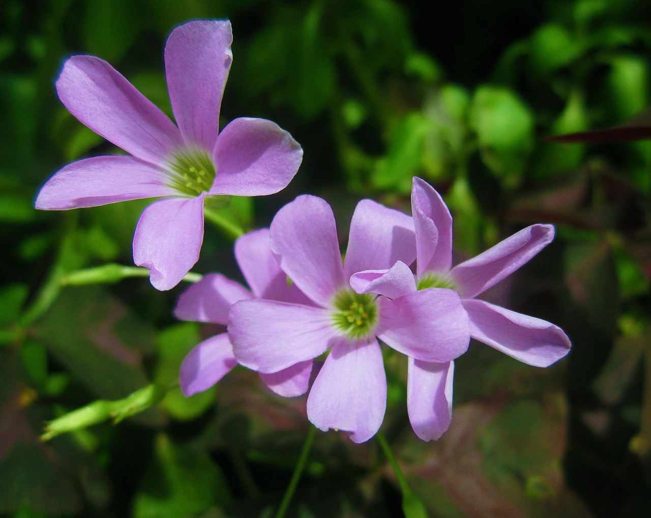 Gėlės, Gėlė, Žolė, Žalias, Žiedlapis, Žiedlapiai, Stiebas, Augimas, Natūralus, Flora