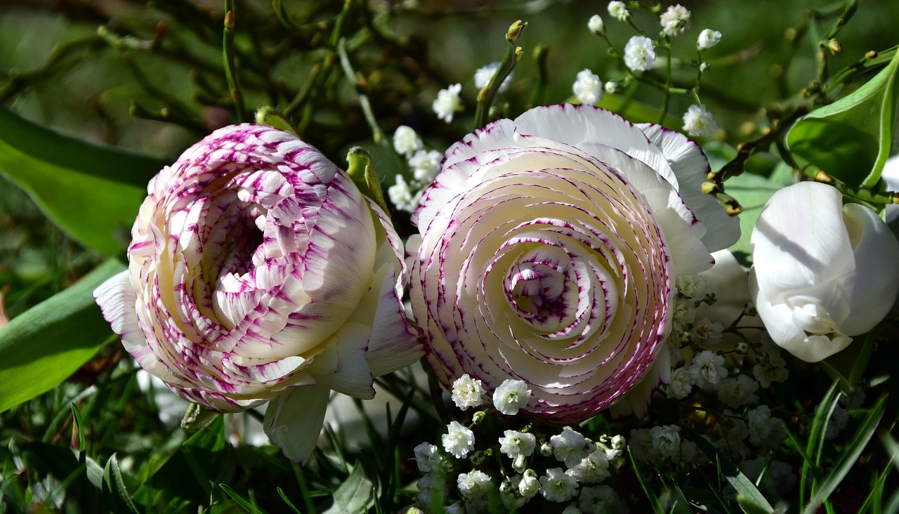 Gėlės, Puokštė, Ranunculus, Balta, Baltos Gėlės, Žalias, Gražus, Pavasaris, Pavasario Sveikinimai, Uždaryti