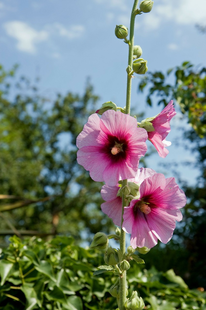 Gėlės, Hollyhock, Aukos, Rožinis, Iš Arti, Gražus, Detalės, Žiedlapiai, Gamta, Nemokamos Nuotraukos