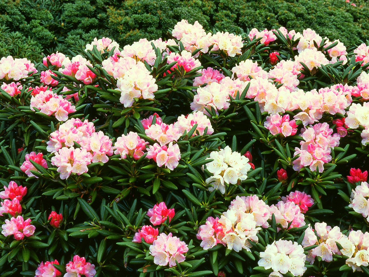 Gėlės, Jakas - Rododendrai, Yakushima Highland, Pasaulio Paveldo Regionas, Birželis, Japonija, Nemokamos Nuotraukos,  Nemokama Licenzija