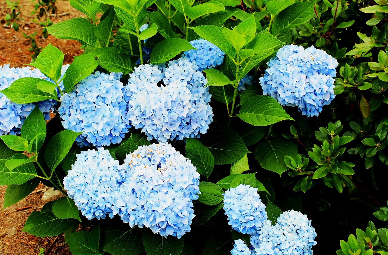 Gėlės, Hydrangeas, Mėlynas, Sodas, Gamta, Nemokamos Nuotraukos,  Nemokama Licenzija