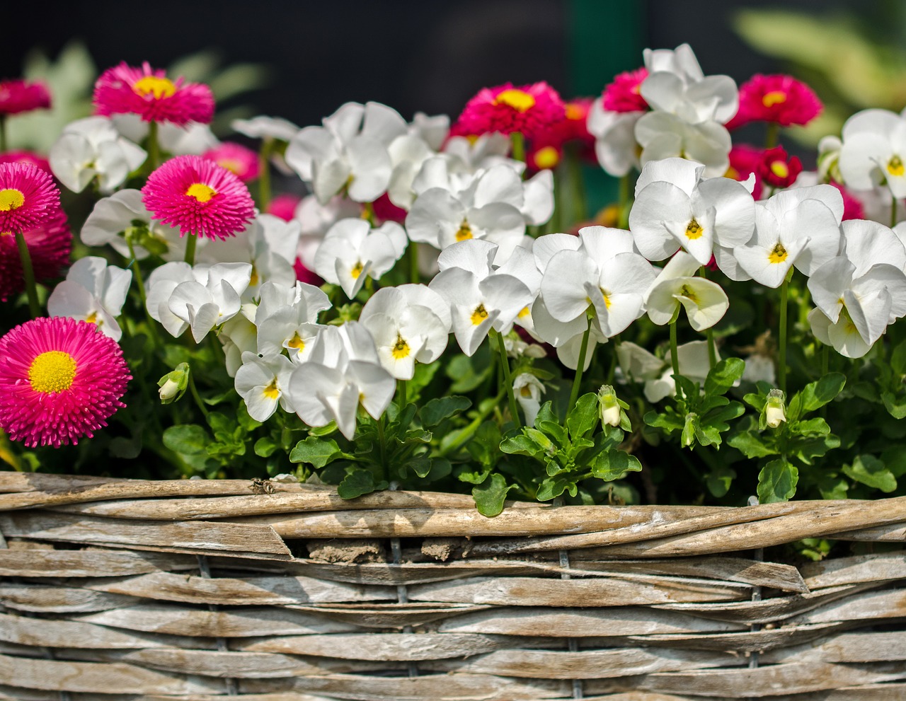 Gėlės, Pavasaris, Žydėti, Bjaurus Daisy, Pansy, Balta, Rožinis, Gamta, Uždaryti, Sodas