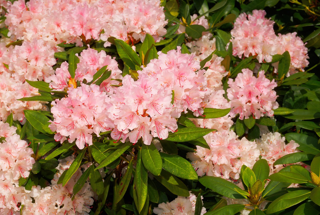 Gėlės, Pavasaris, Velykos, Rododendrai, Sodas, Rožinis, Budas, Uždaryti, Krūmas, Žydintys Stiebai