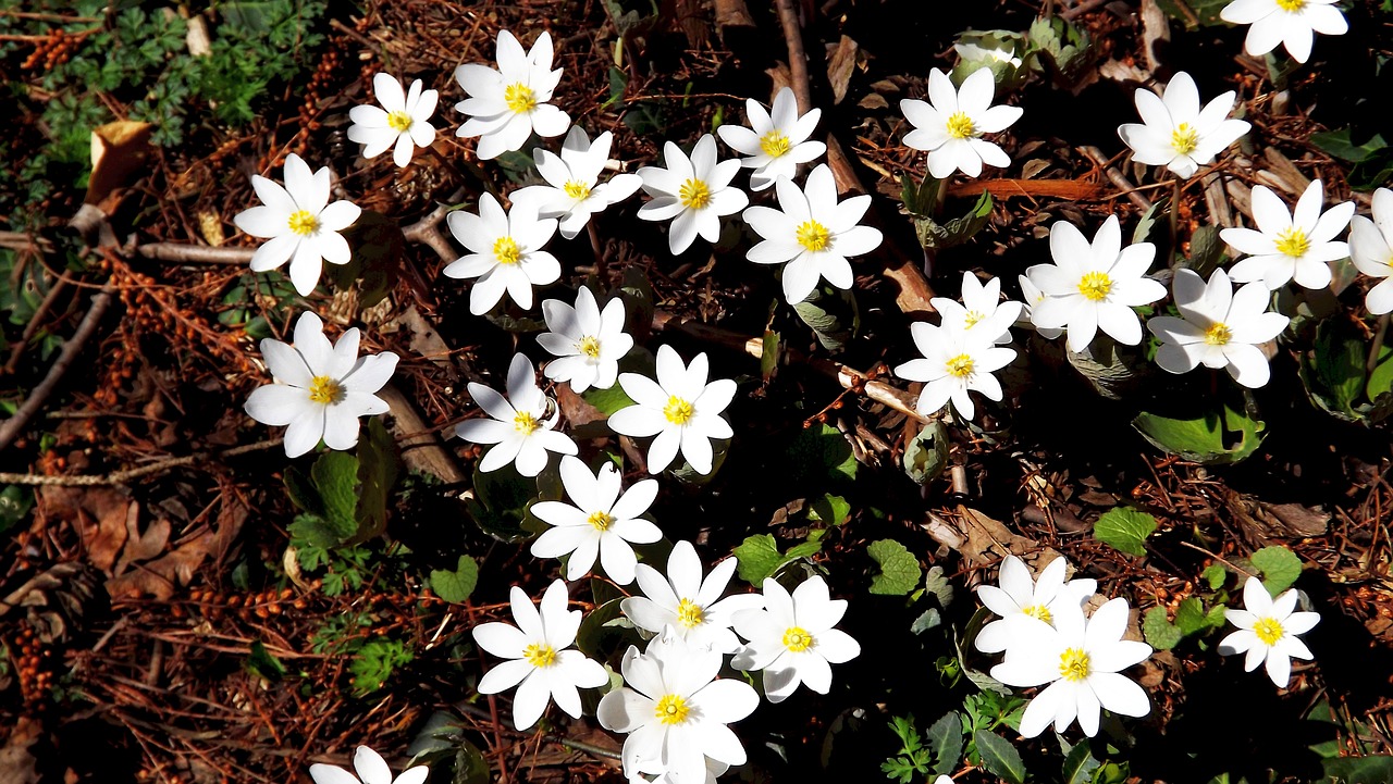 Gėlės, Anemones, Balta, Miškas, Pavasaris, Augmenija, Gamta, Lapija, Nemokamos Nuotraukos,  Nemokama Licenzija